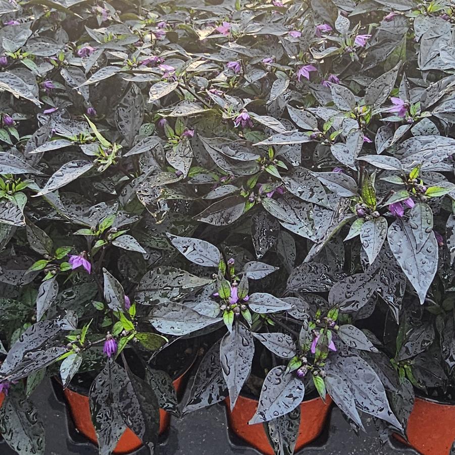 Ornamental Pepper 'Midnight Fire' - from Hoffie Nursery