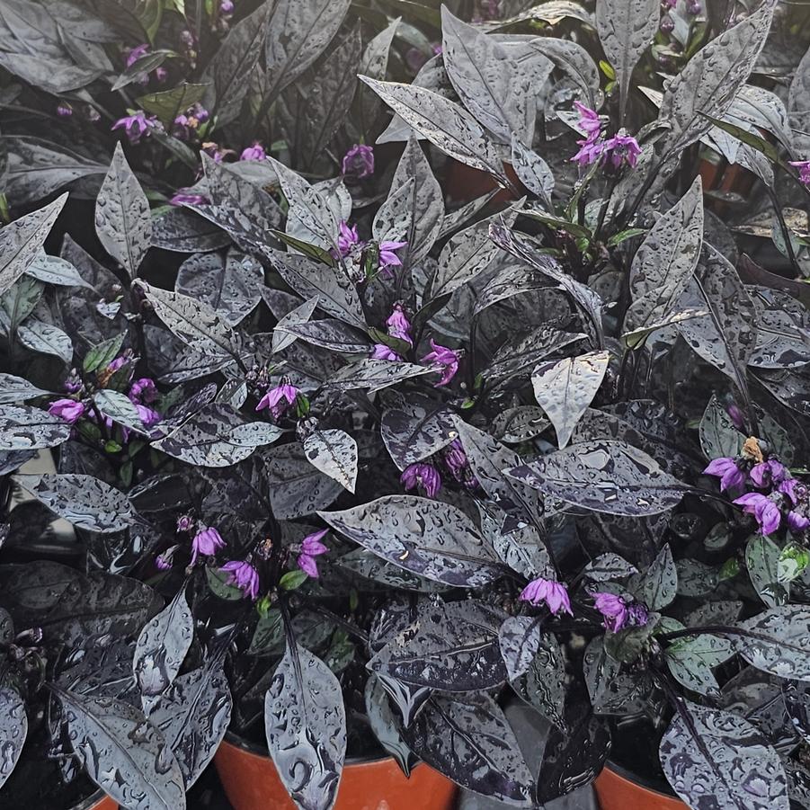 Ornamental Pepper 'Onyx Red' - from Hoffie Nursery