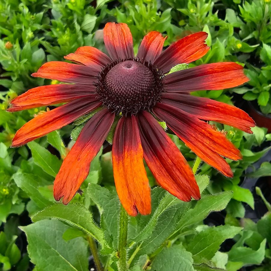 Rudbeckia 'Cappuccino' - Fall Black-Eyed Susan from Hoffie Nursery