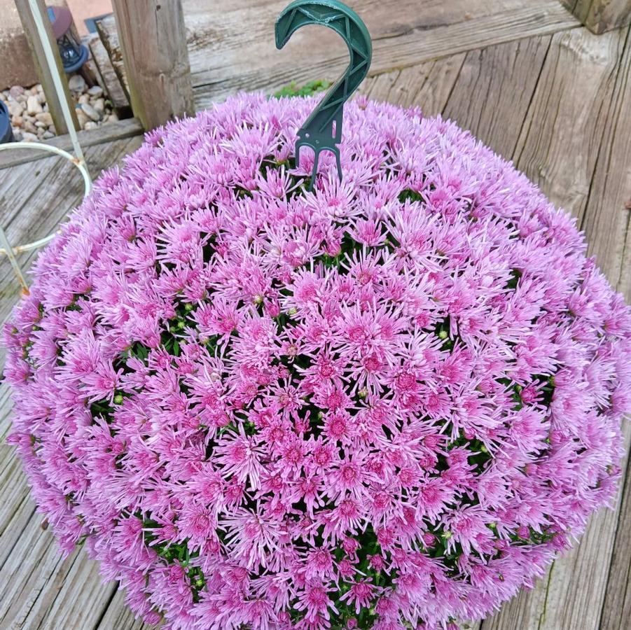 Chrysanthemum 'Baoli Lilac' - Fall Garden Mum from Hoffie Nursery