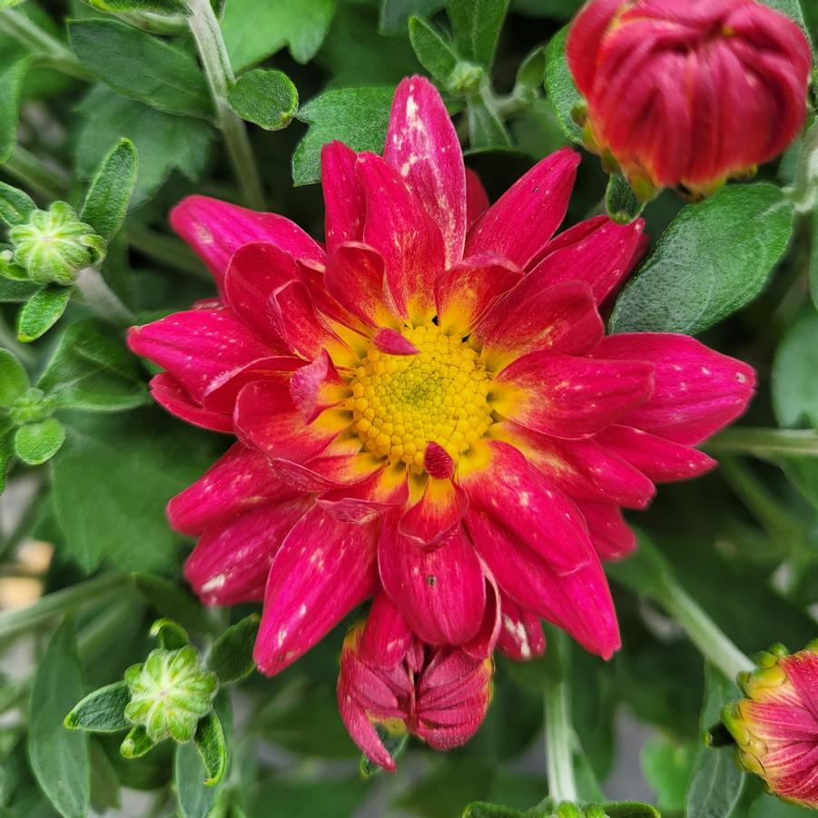 Chrysanthemum Summer Sunset - Fall Garden Mum from Hoffie Nursery