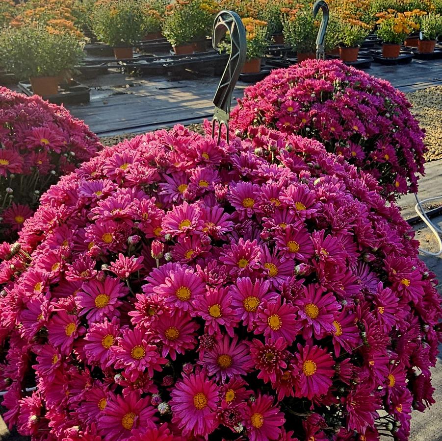 Chrysanthemum Teresa Pink - Fall Garden Mum from Hoffie Nursery