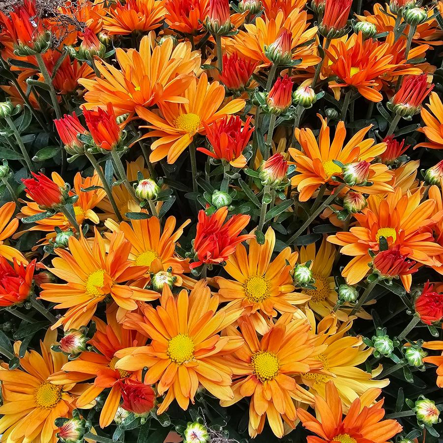 Chrysanthemum Tracy - Fall Garden Mum from Hoffie Nursery