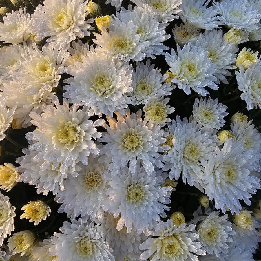 Chrysanthemum Bridal White - Fall Garden Mum from Hoffie Nursery