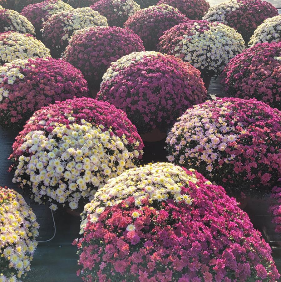 Chrysanthemum Combo Pastel - Fall Garden Mum from Hoffie Nursery