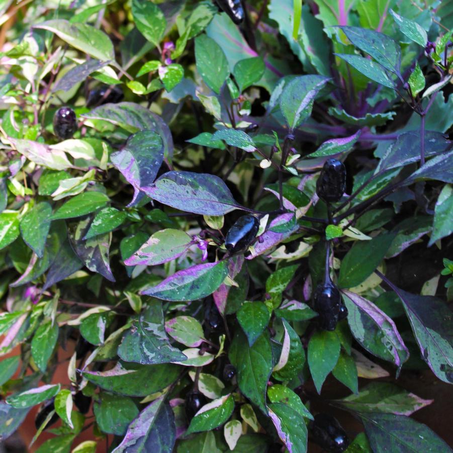 Ornamental Pepper 'Calico' - Capsicum annuum from Hoffie Nursery