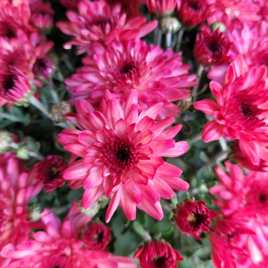Chrysanthemum 'Strawberry Ice' - Fall Garden Mum from Hoffie Nursery