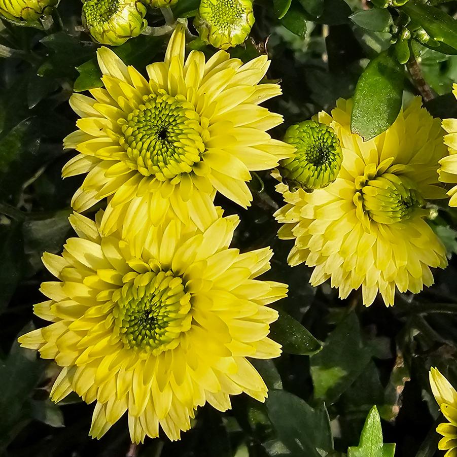 Chrysanthemum Key Lime - Fall Garden Mum from Hoffie Nursery