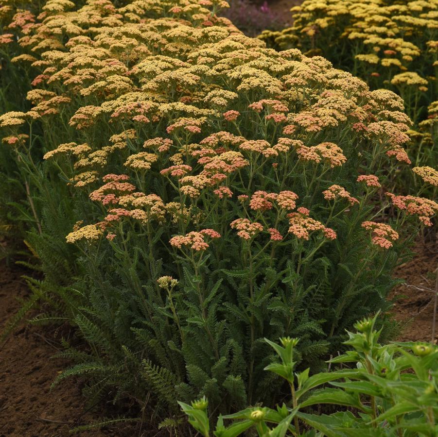 Achillea Terra Cotta New Vintage - Yarrow from Hoffie Nursery