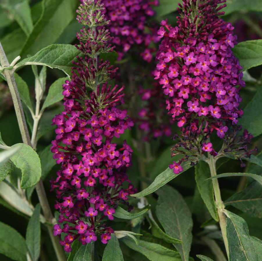 Buddleia davidii Chrysalis™ 'Cranberry' - Butterfly Bush from Hoffie Nursery