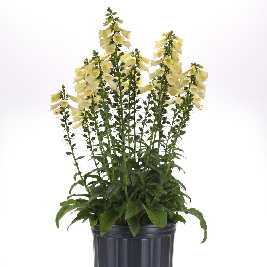 Digitalis Arctic Fox Lemon Cream - Foxglove from Hoffie Nursery