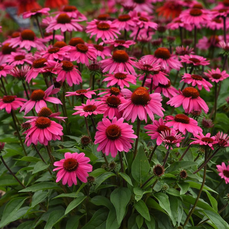 Echinacea Sombrero® Rosada Sombrero® - Coneflower from Hoffie Nursery