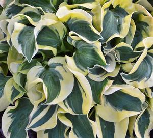 Hosta 'Miniskirt' - Mini Hosta from Hoffie Nursery