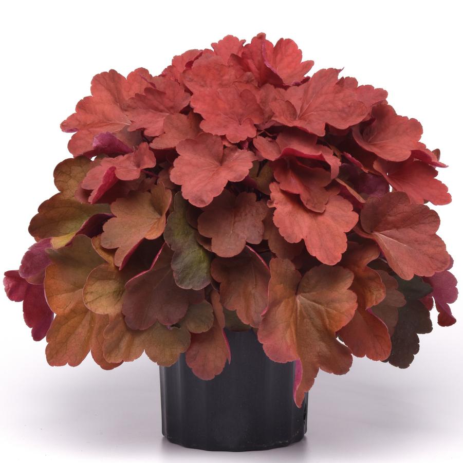 Heuchera Carnival™ 'Cinnamon Stick' - Coral Bells from Hoffie Nursery