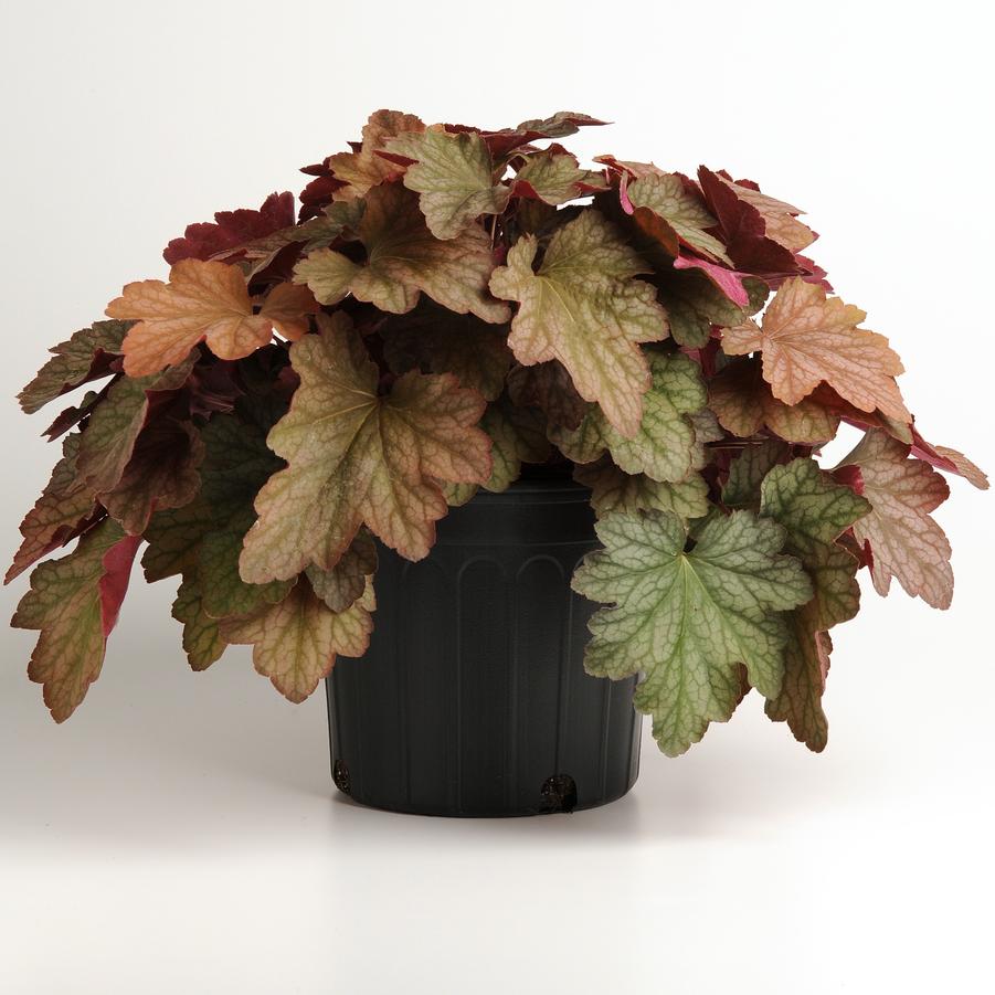 Heuchera Carnival™ 'Watermelon' - Coral Bells from Hoffie Nursery