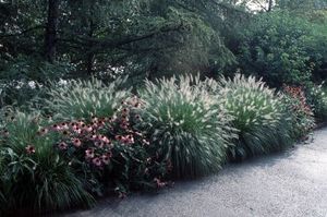 Pennisetum alopecuroides 'Hameln' - Dwarf Fountain Grass from Hoffie Nursery