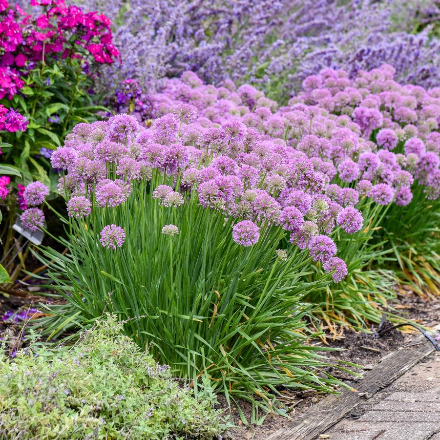 Allium 'Serendipity' - Ornamental Onion from Hoffie Nursery