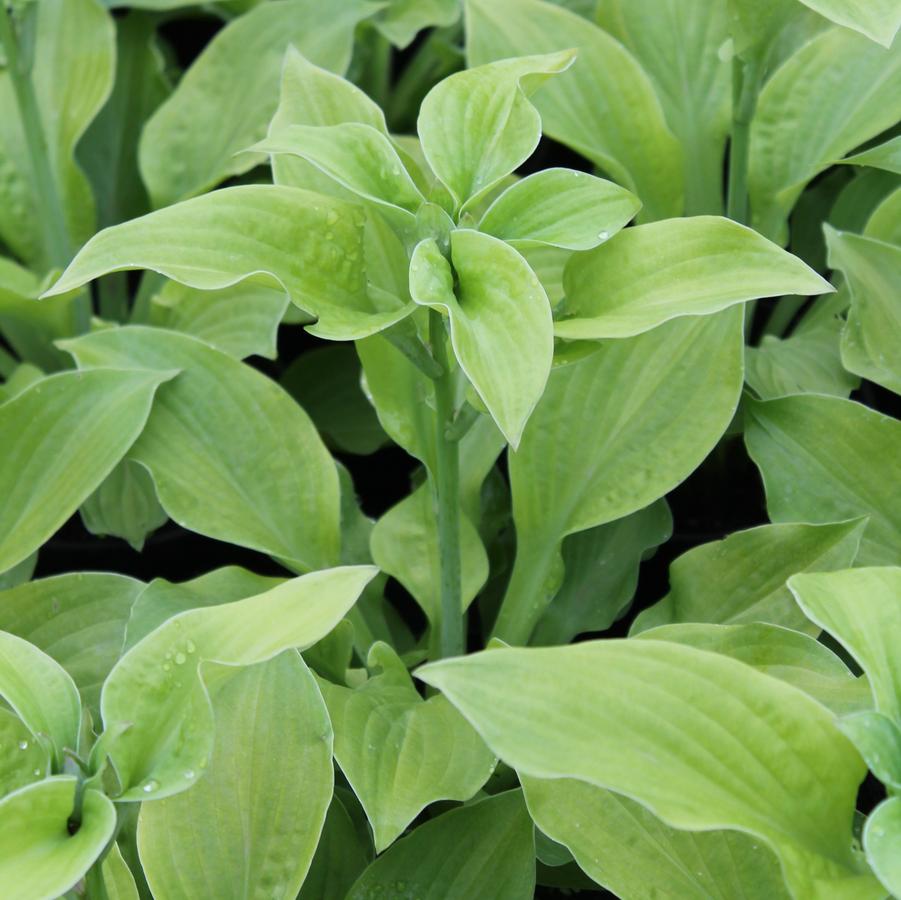 Hosta 'August Moon' - Plantain Lily from Hoffie Nursery