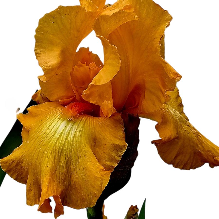 Iris 'Coup de Soleil' - Tall Bearded Iris from Hoffie Nursery