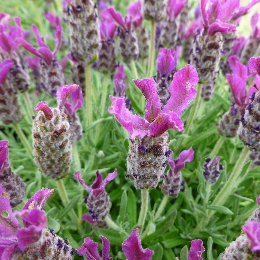Lavandula stoechas 'Bandera Deep Rose' - Spanish Lavender from Hoffie Nursery
