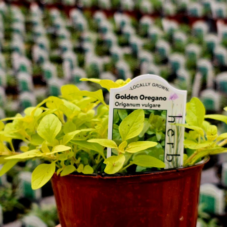 Oregano, Golden - Origanum vulgare 'Aureum' from Hoffie Nursery