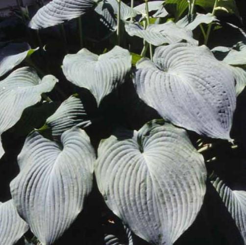 Hosta 'Blue Angel' - Hosta from Hoffie Nursery