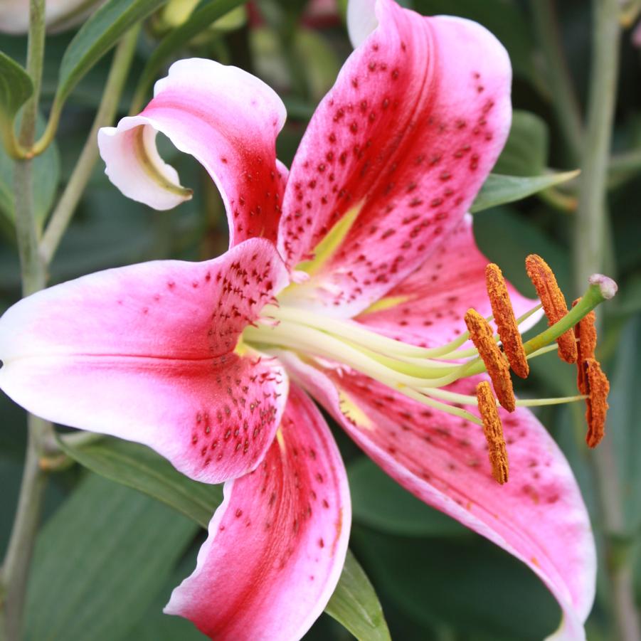 Lilium 'Stargazer' - Oriental Lily from Hoffie Nursery