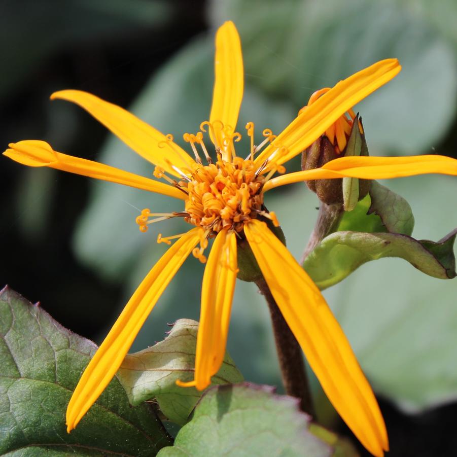 Ligularia dentata 'Desdemona' - Bigleaf Ligularia from Hoffie Nursery