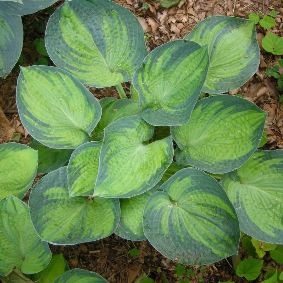 Hosta 'Brother Stefan' - Plantain Lily from Hoffie Nursery