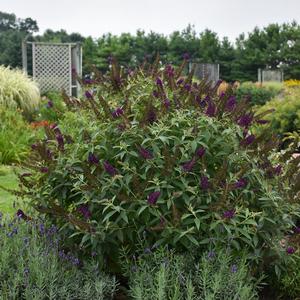 Photo Credit- Walters Gardens