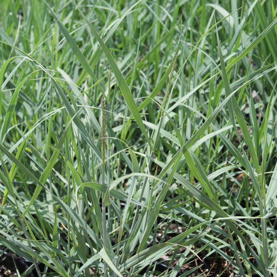 Panicum virgatum 'Heavy Metal' - Switchgrass from Hoffie Nursery