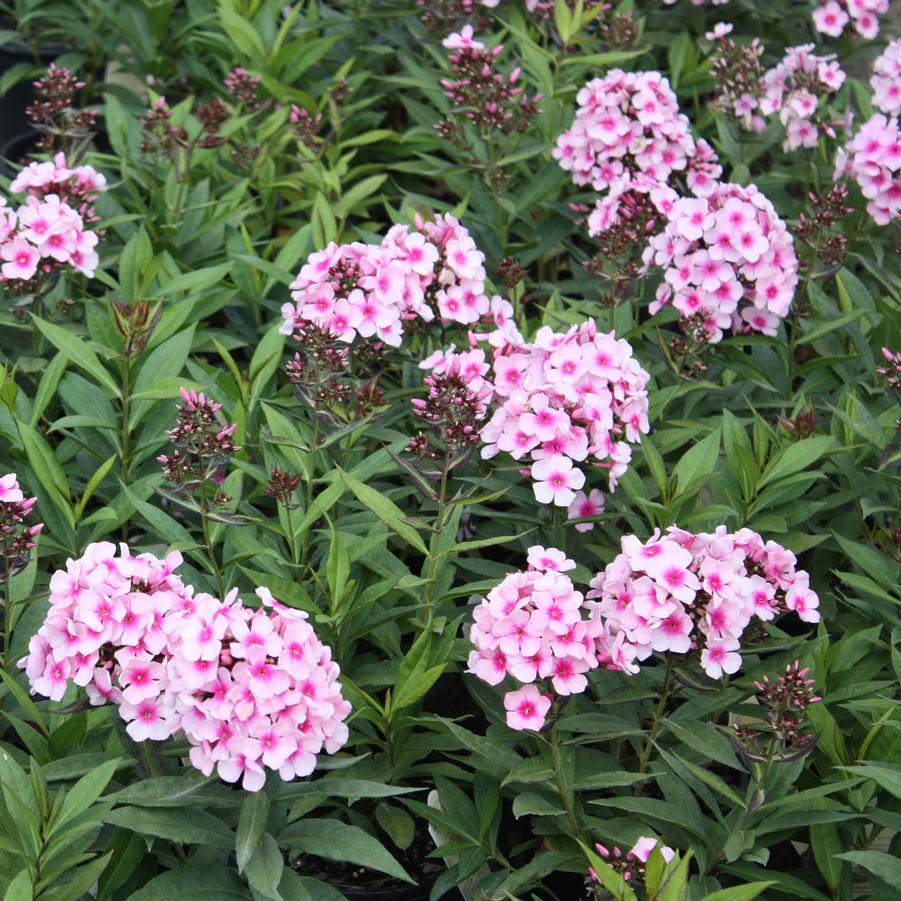 Phlox paniculata 'Bright Eyes' - Garden Phlox from Hoffie Nursery