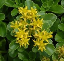 Sedum kamtschaticum - Stonecrop from Hoffie Nursery