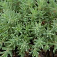 Sedum reflexum 'Blue Spruce' - Stonecrop from Hoffie Nursery