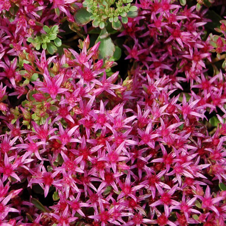 Sedum spurium 'Dragon's Blood' - Stonecrop from Hoffie Nursery