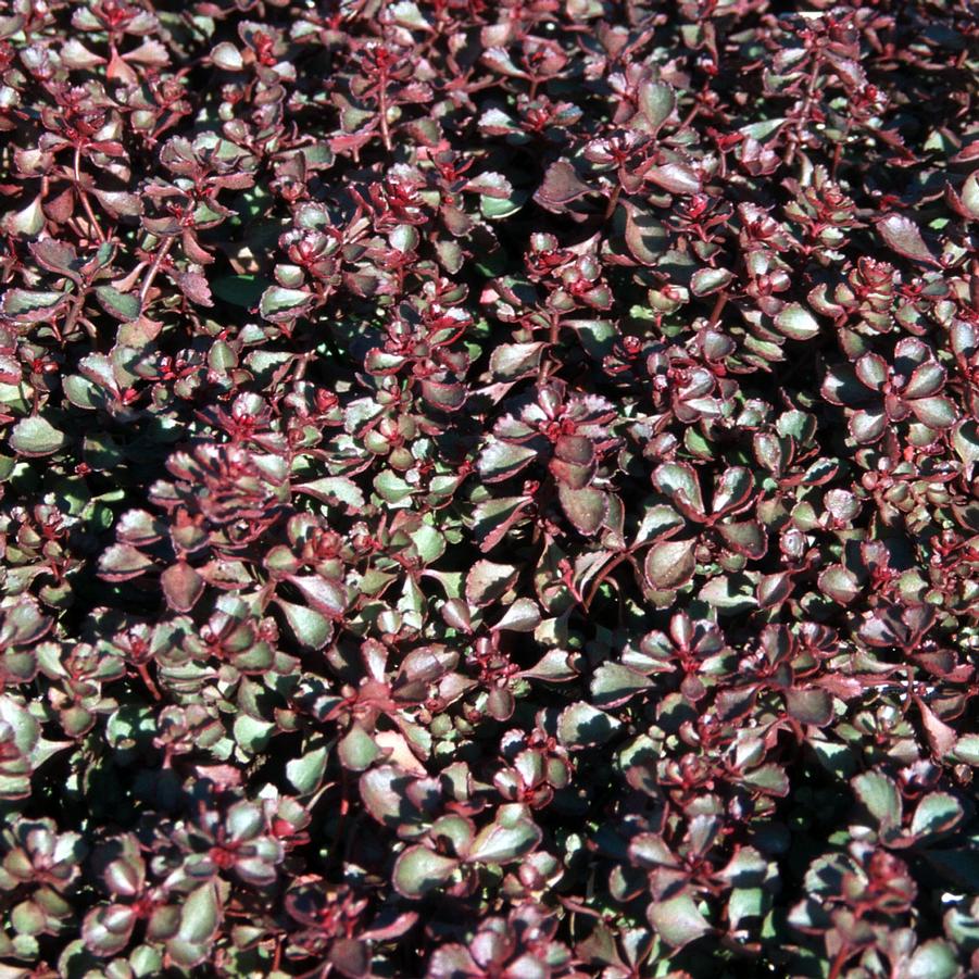 Sedum spurium 'Red Carpet' - Stonecrop from Hoffie Nursery