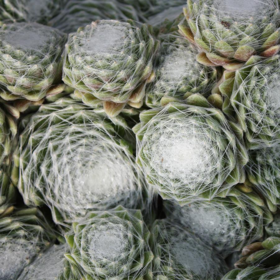 Sempervivum arachnoideum 'Cobweb' - Hens and Chicks from Hoffie Nursery