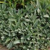 Stachys byzantina - Lamb's Ear from Hoffie Nursery