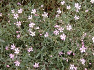 Gypsophila repens Rosea