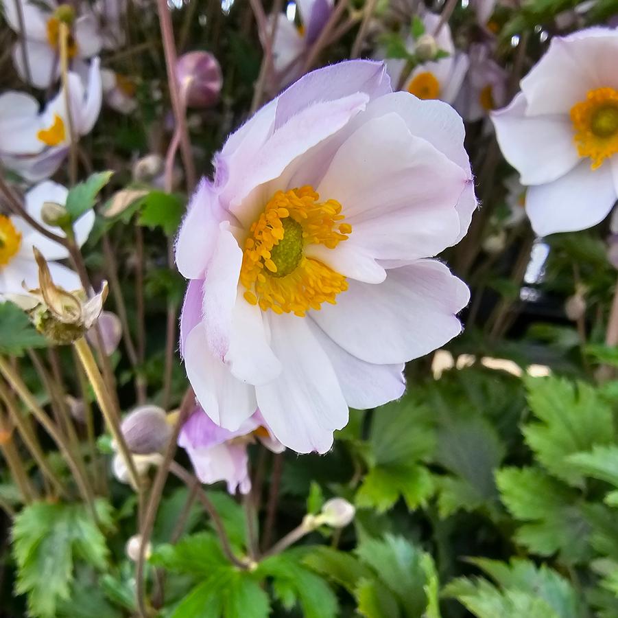 Anemone 'Elfin Swan' - Windflower from Hoffie Nursery