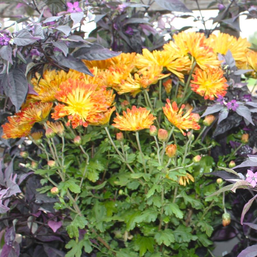 Chrysanthemum 'Matchsticks' - Hardy Garden Mum from Hoffie Nursery