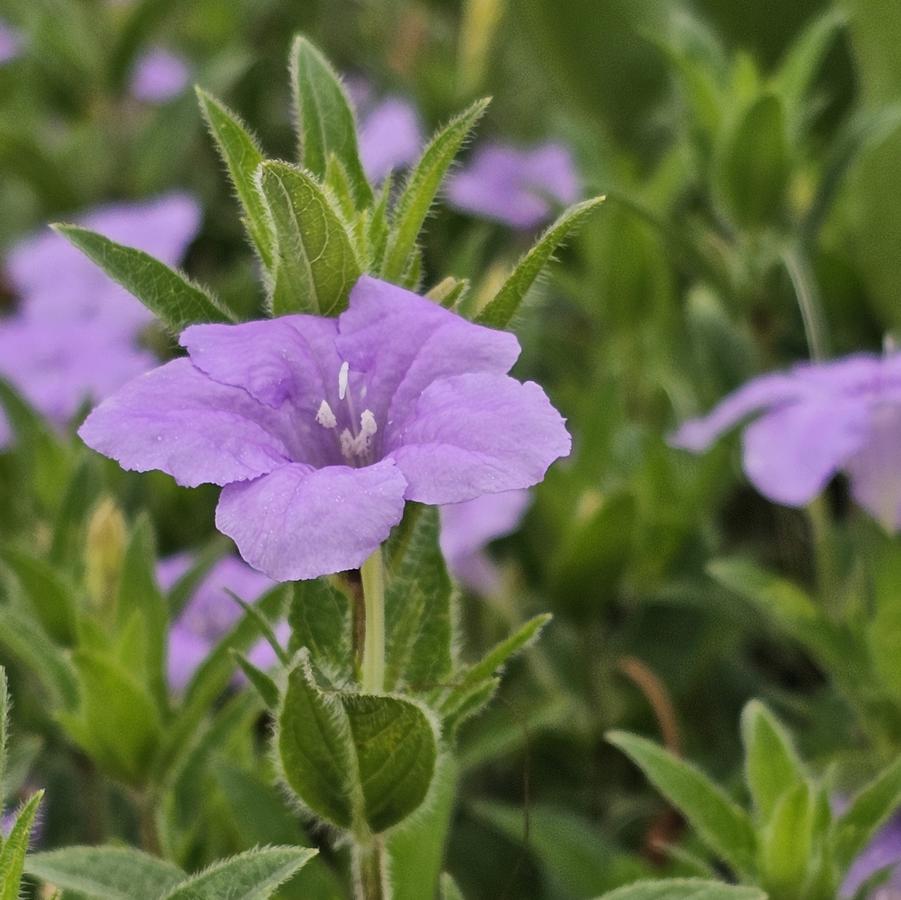 Ruellia humilis - Wild Petunia from Hoffie Nursery