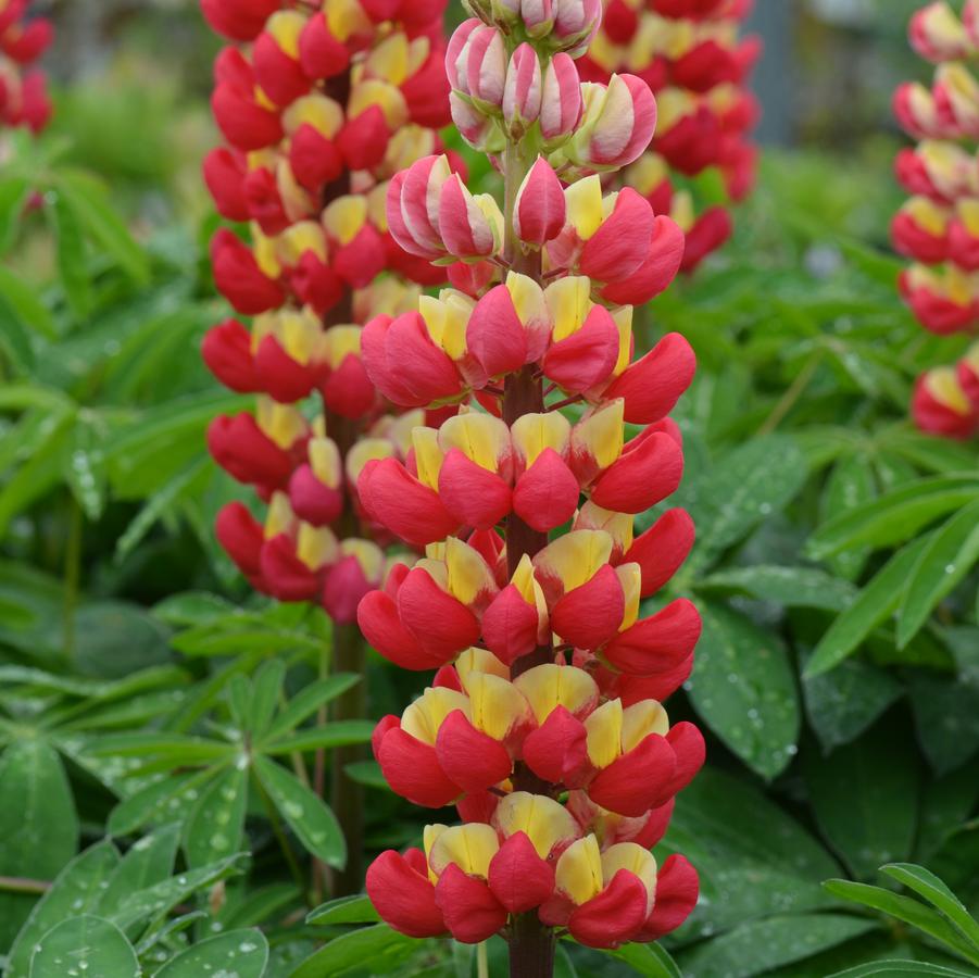 Lupinus polyphyllus Westcountry™ 'Tequila Flame' - Lupine from Hoffie Nursery