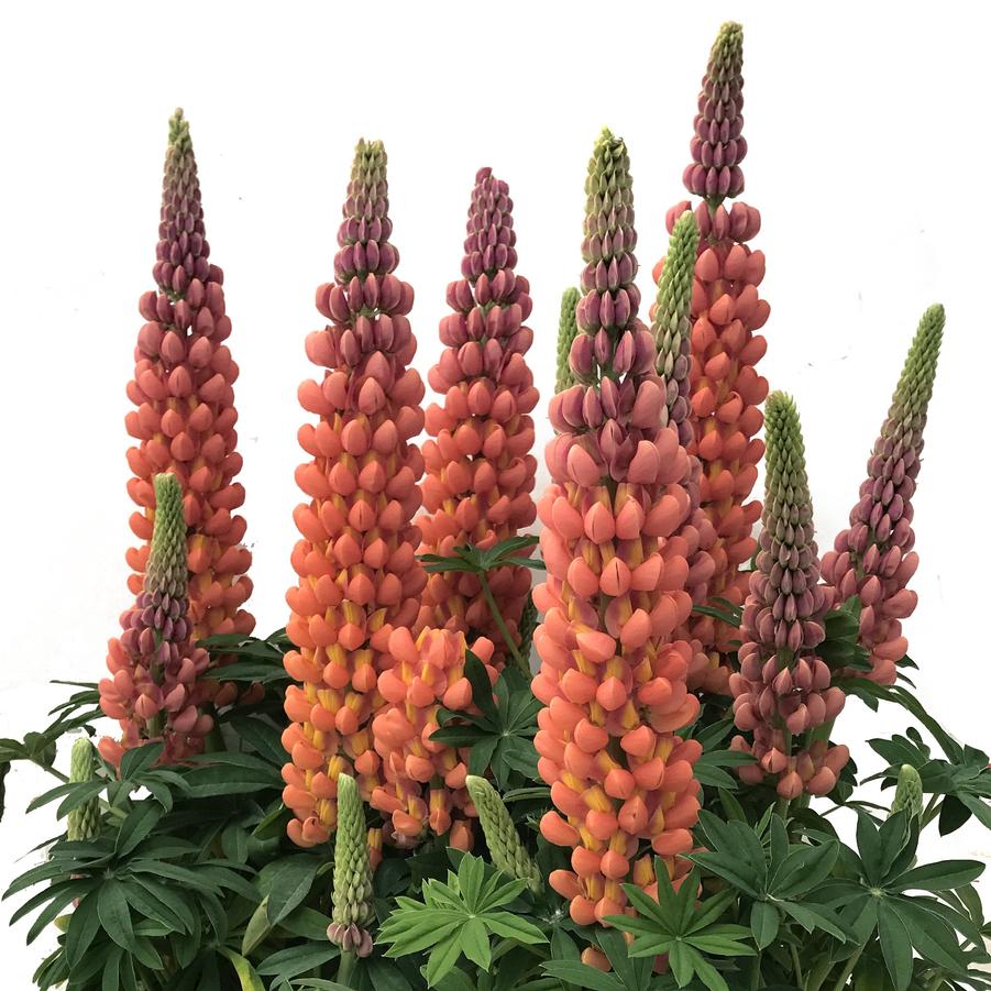 Lupinus Westcountry™ 'Terracotta' - from Hoffie Nursery