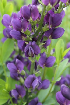 Baptisia 'Royal Purple' False Indigo from Hoffie Nursery