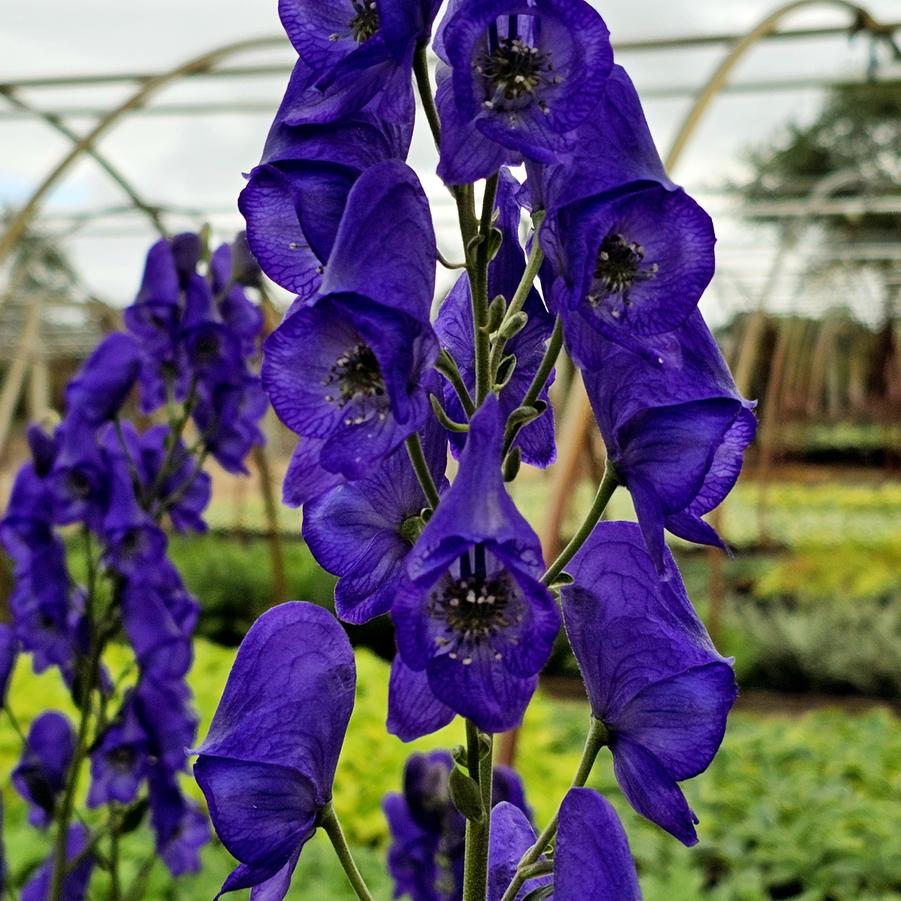 Aconitum fischeri - Monkshood from Hoffie Nursery