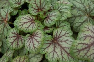 Heuchera americana Green Spice