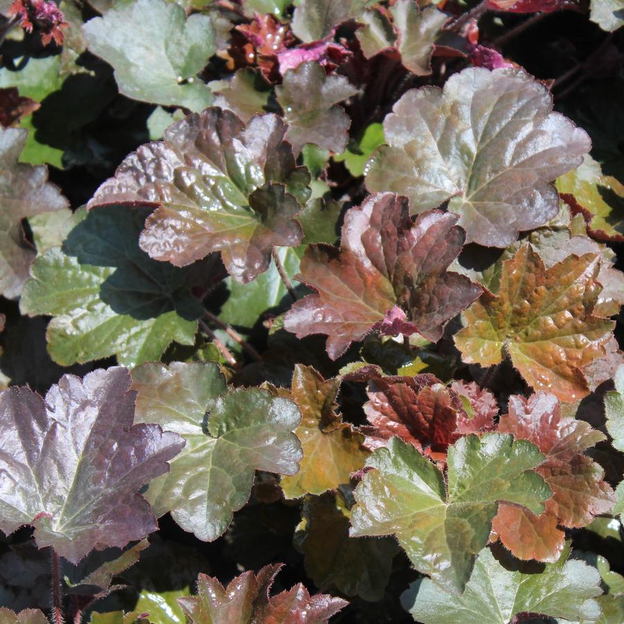 Heuchera micrantha 'Palace Purple' - Coral Bells, American Alumroot from Hoffie Nursery