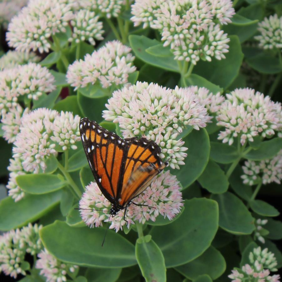 Sedum 'Autumn Fire' - Stonecrop from Hoffie Nursery