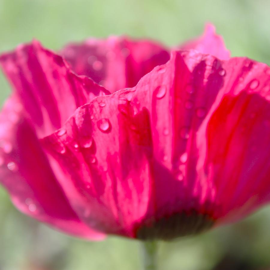 Papaver orientale 'Marlene' - Oriental Poppy from Hoffie Nursery